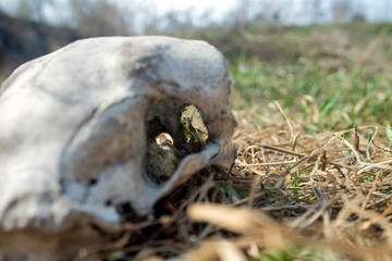 The skull of an old dog in the open air. The background and foreground are blurred.