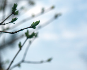 Spring sprouts trees in the open air.