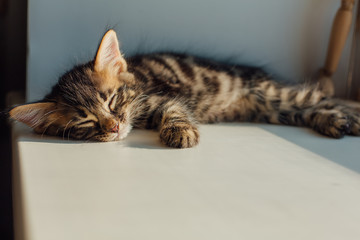 Cute charcoal bengal kitty cat laying windowsill and sleeping.