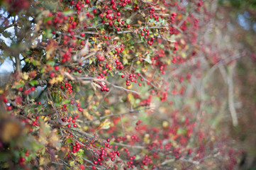 focused red berries on bush