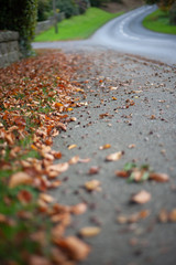 autumn leaves on the path