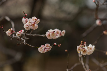 梅の花