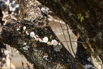 梅の花