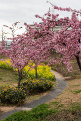 河津桜と菜の花