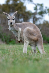 Naklejka na ściany i meble kangaroo in grass