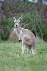 Naklejka na ściany i meble Kangaroo looking at camera in the grass