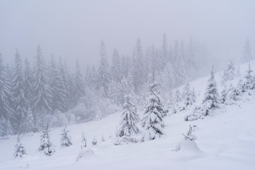 Winter snow-covered trees