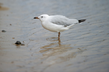 Seagull standing in water