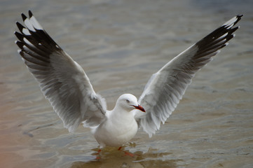 Seagull flying
