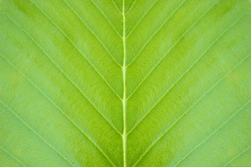 Closeup green leaf texture background in tropical forest. Concept of nature conservation and global warming.