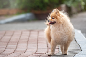Little german spitz dog with beautiful blur.