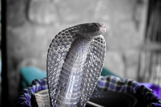 King Cobra Snake in Northern India,Snake Charmer,Cobra. A poisonous snake. Country Of India