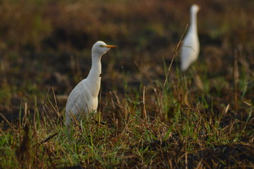 Bird,Bird on field,wallpaper,Heron,paddy field