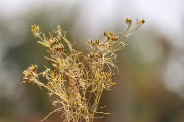 cumin plant ,cumin plant grows in the garden,cumin seed agriculture,Carum carvi or meridian fennel or Persian cumin vintage engraving.