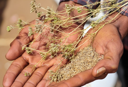 cumin seed and cumin plants on hands,zira, cumin: plant and cumin seeds.cumin plants on man hands,