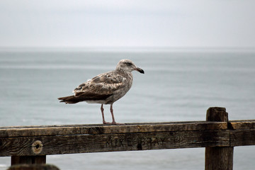 Seagull at Oceanside Pier, California Carlsbad, USA