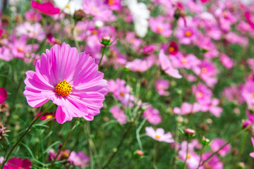 Pink flower garden