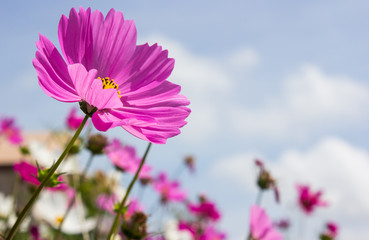 Fototapeta premium Pink flower garden