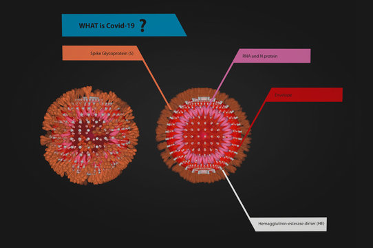 Coronavirus Disease COVID-19 ,Concept WHAT Is Covid 19 : The Other Third Of The Viral Genome Encodes Four “structural” Proteins That Are The Nuts And Blots That Build The Virus