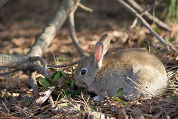 Little European rabbit, on the island of Ohkunoshima in Hiroshima Prefecture. Japan