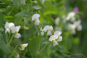 White flowers of Pea plant
