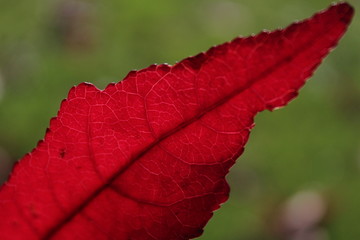 Autumn Leaves, New Zealand