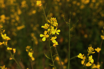 Beautiful Canola Field - Jeju Olle Trail Route 5 : Beautiful Scenery of Jeju Island, Korea