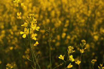Obraz premium Beautiful Canola Field - Jeju Olle Trail Route 5 : Beautiful Scenery of Jeju Island, Korea