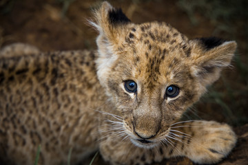 Cute lion cub