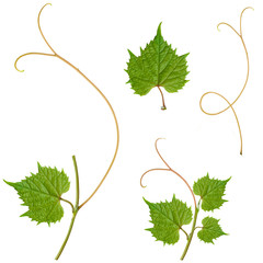 grape leaves