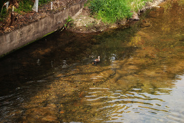 A Cute Duck Floating River - Jeju Olle Trail Route 5 : Beautiful Scenery of Jeju Island, Korea