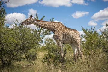 Giraffe eating