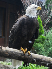 ハクトウワシ　横向き立ち姿　縦サイズ
