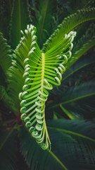 ferns in forest