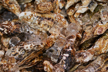 fresh seafood at the market
