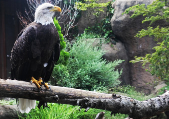 ハクトウワシ　立ち姿止まり木　横サイズ