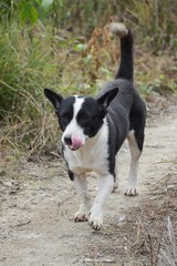 close up cute dog in nature garden