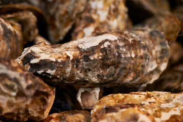 fresh seafood at the market