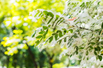 poplar fluff covers the leaves of trees