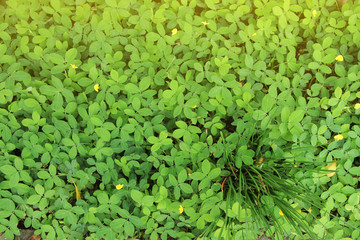 green leaves and yellow flower in the garden in a summer afternoon