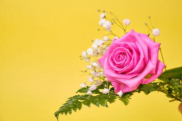 Pink rose with a leaf of green fern and a hypsophila Bush on a yellow background, place for text.