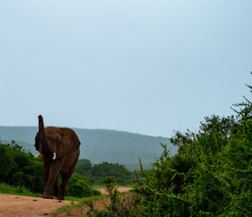 Fototapeta premium Elephant Rolling in the mud at Addo Elephant national Park