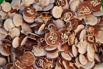 Pile of scallops at fish market 