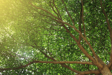 Obraz premium close up of tree branch with leaves and a lights leak