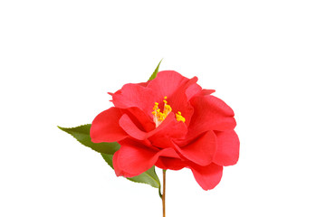 red flower of camellia isolated on a white background. floral ornament. design element