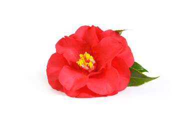 Obraz na płótnie Canvas red flower of camellia isolated on a white background. floral ornament. design element