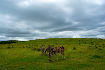 Fototapeta premium Zebra Grazing at Addo Elephant National Park
