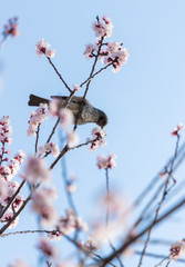 満開の杏の花と可愛いヒヨドリ