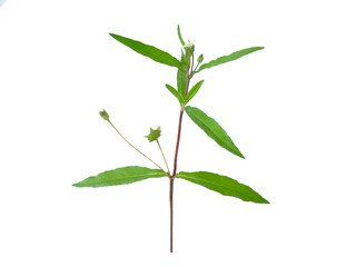 false daisy or eclipta prostrata with leaf use as ingredient in hair shampoo or cosmetics product and medicine herb is a natural extract use for health care concept.