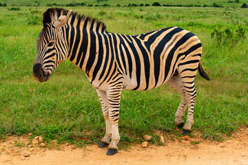 Zebra at Addo Elephant National Park